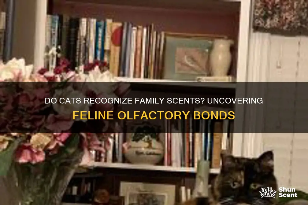 do cats recognize the scent of family