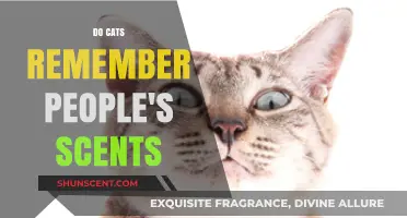 Do Cats Remember People's Scents? Uncovering Feline Olfactory Memory