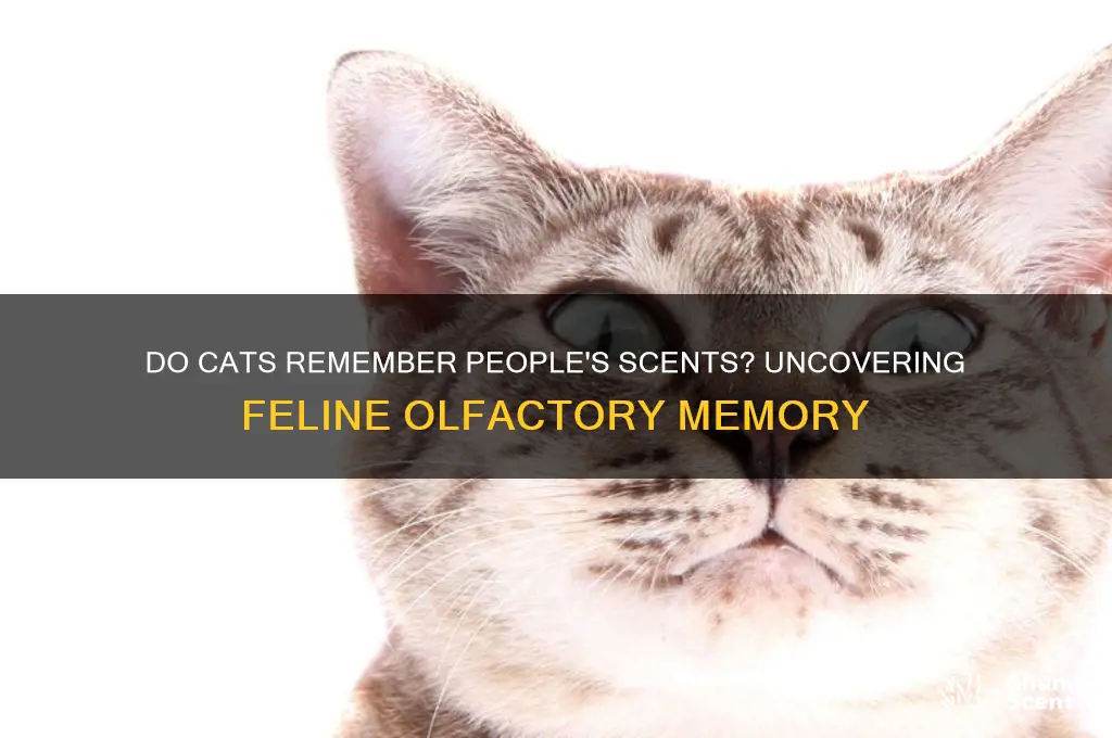 do cats remember people