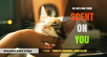 Why Cats Rub Their Scent on You: Understanding Feline Affection and Marking