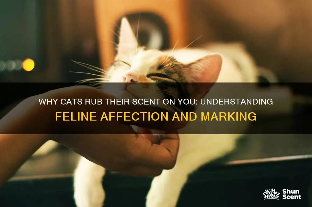 do cats rub their scent on you