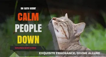 Can Cats' Scents Naturally Calm People? Exploring Feline Aromatherapy Benefits