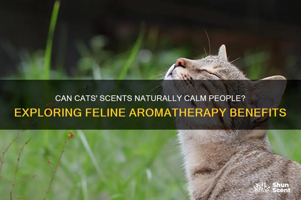do cats scent calm people down