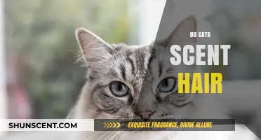 Do Cats Scent Hair? Understanding Feline Marking Behavior and Grooming