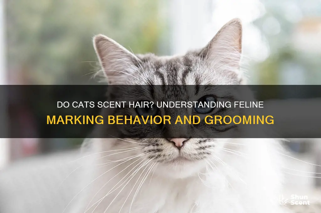 do cats scent hair