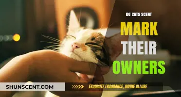 Do Cats Scent Mark Their Owners? Understanding Feline Marking Behavior