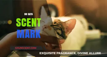 Why Cats Scent Mark: Understanding Feline Territorial Behavior and Communication