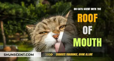 How Cats Use Their Mouth Roof for Scent Detection: Explained