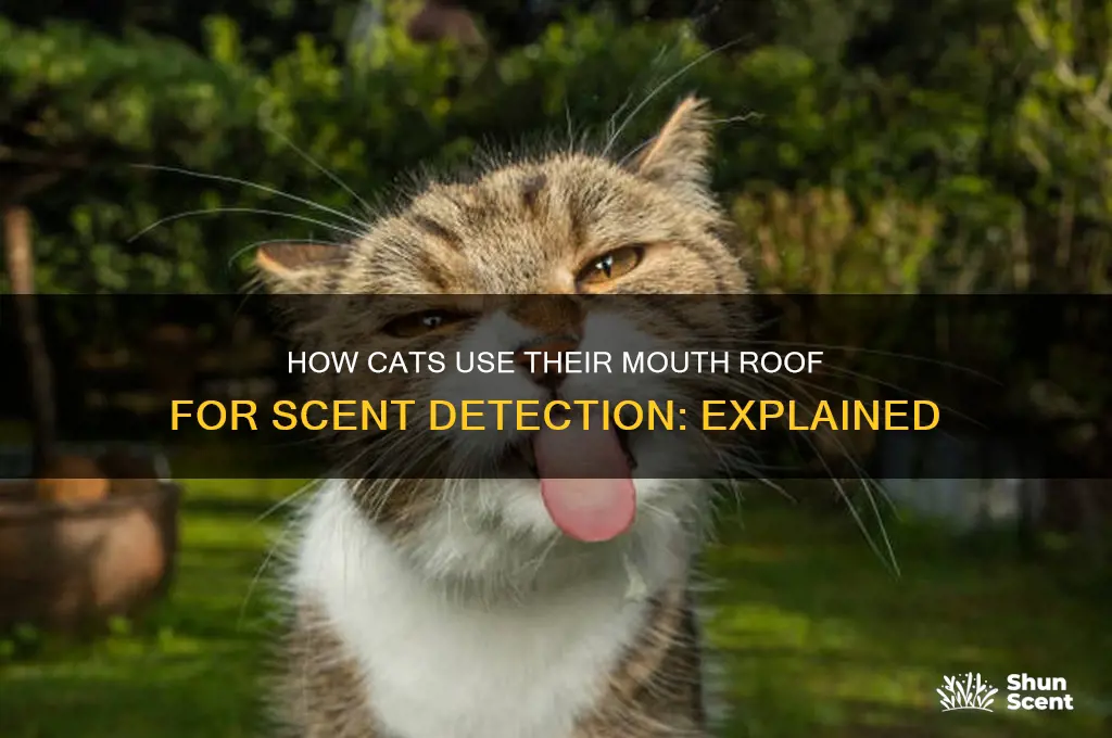 do cats scent with the roof of mouth