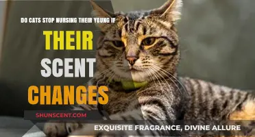 Does Scent Change Affect Cats' Nursing Behavior? Exploring Feline Maternal Instincts