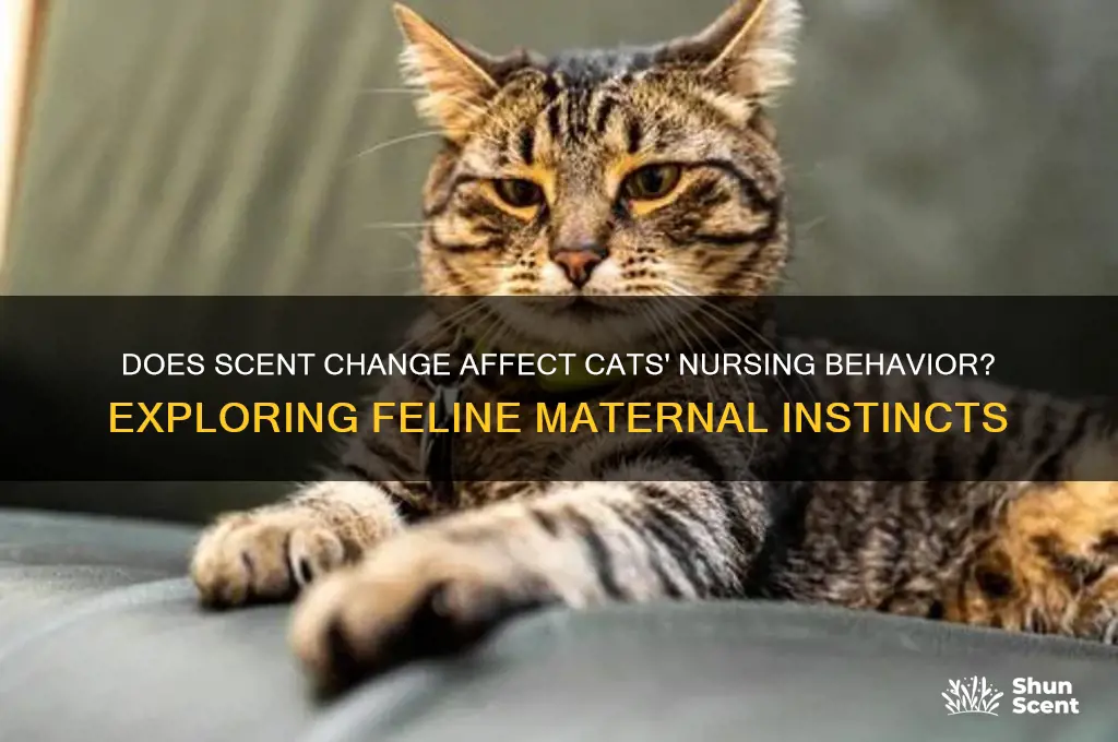 do cats stop nursing their young if their scent changes