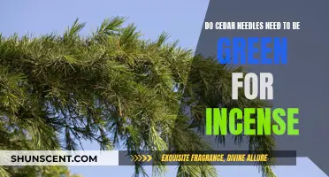 The Significance of Green Cedar Needles for Incense