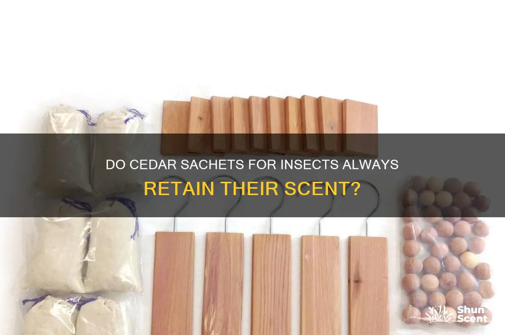 do cedar sachet for insect always have a scent