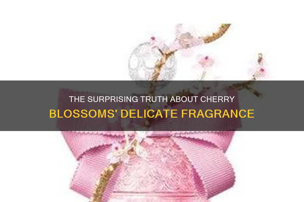 do cherry blossoms have a scent