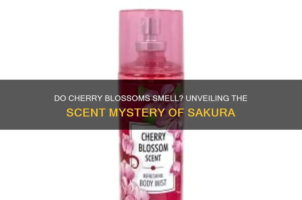 do cherryblossoms have a scent
