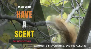 Unveiling the Truth: Do Chipmunks Have a Distinct Scent?