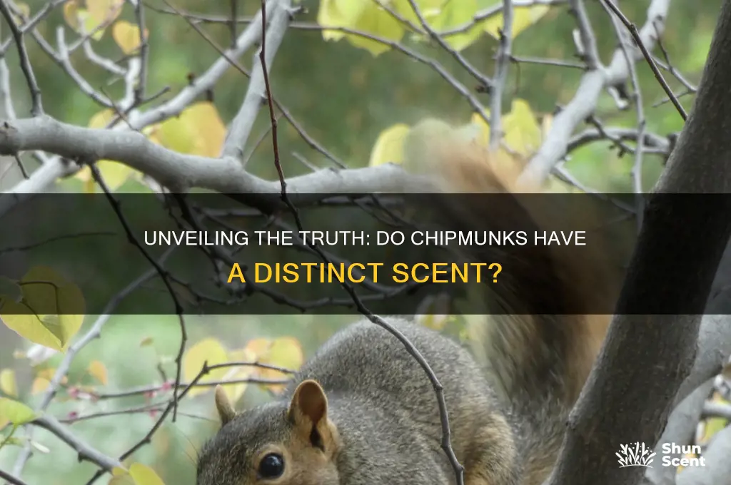do chipmunks have a scent