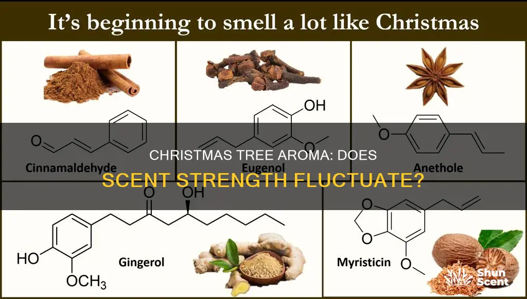 do christmas trees cycle through strength of aroma