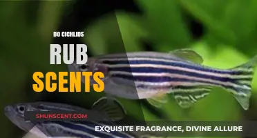 Do Cichlids Rub Scents? Unveiling Their Unique Communication Methods