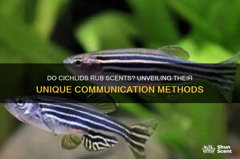 do cichlids rub scents