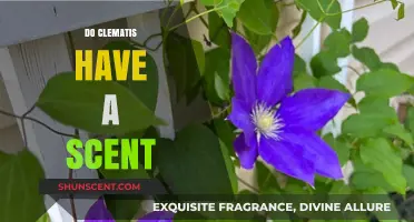 Do Clematis Flowers Have a Scent? Unveiling Their Aromatic Secrets