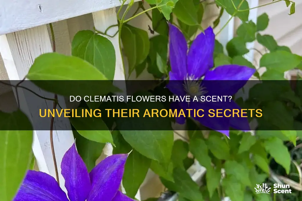 do clematis have a scent