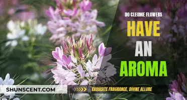 The Aromatic Appeal of Cleome Flowers