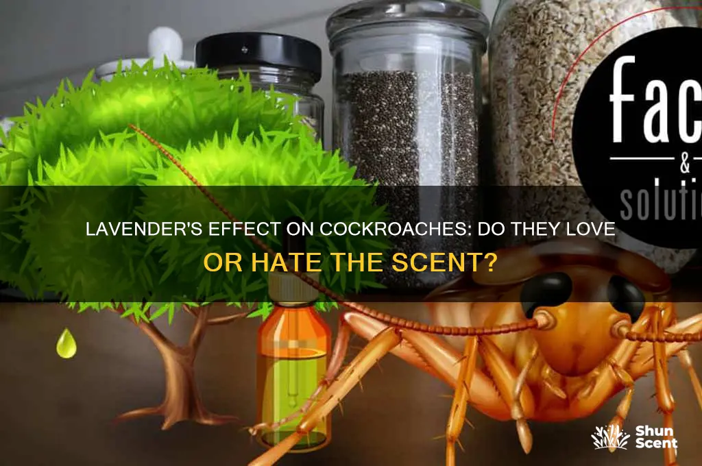 do cockroaches like lavender scent