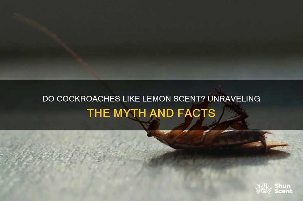 do cockroaches like lemon scent
