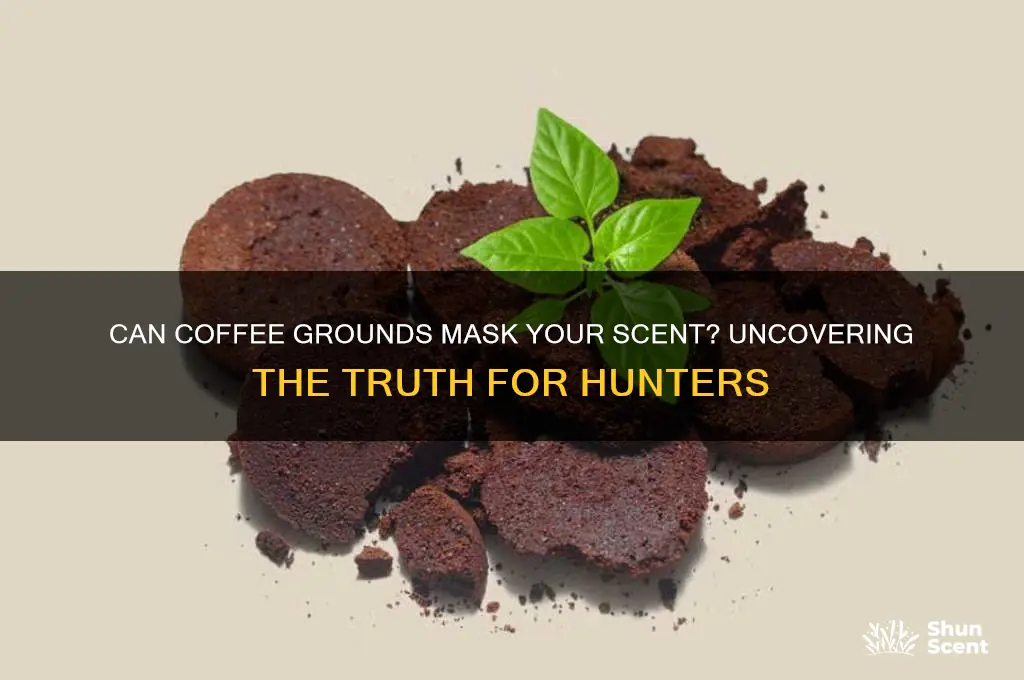 do coffee grounds hide your scent