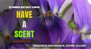 Do Common Blue Violet Flowers Have a Scent? Unveiling the Truth