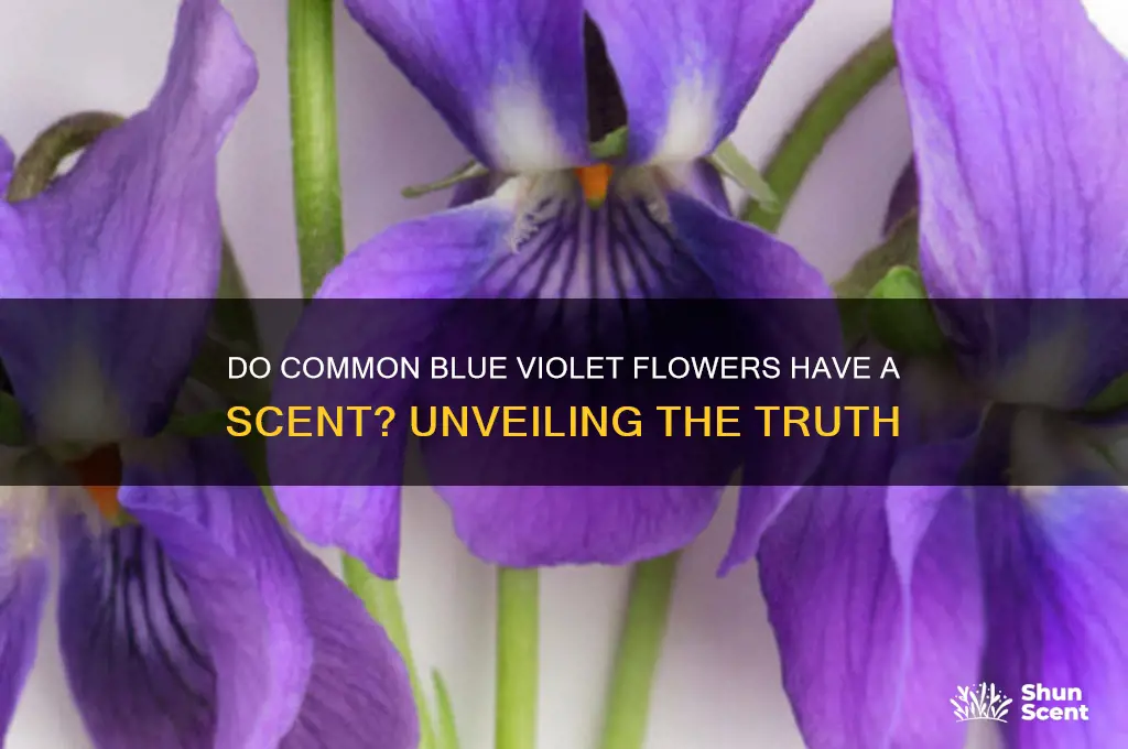 do common blue violet flowers have a scent