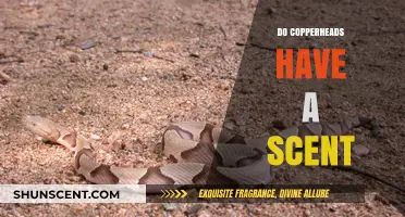 Unveiling the Truth: Do Copperheads Emit a Distinct Scent?