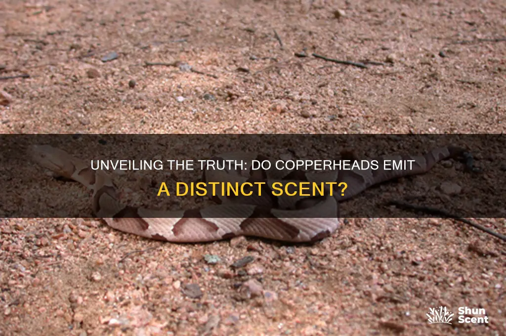 do copperheads have a scent