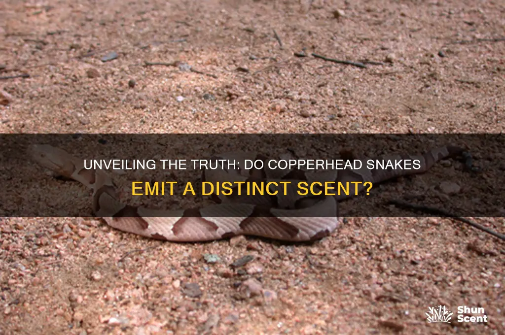 do copperheads snakes have a scent