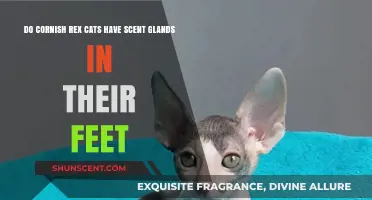 Cornish Rex Cats: Exploring Scent Glands in Their Feet