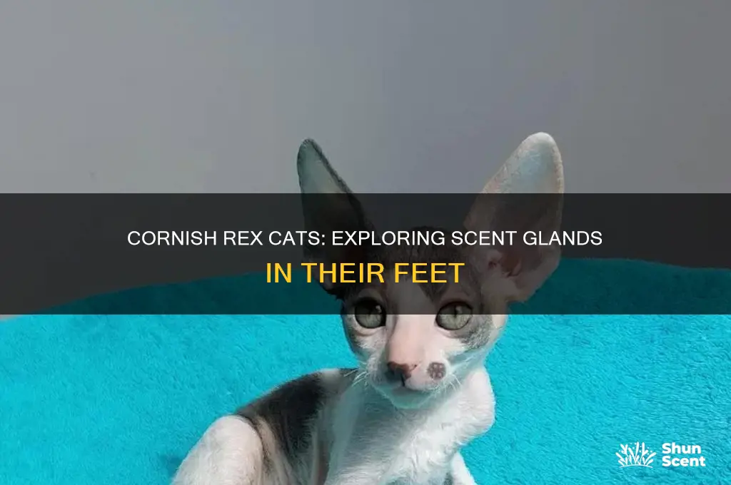 do cornish rex cats have scent glands in their feet