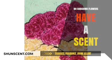 Do Coxcomb Flowers Have a Scent? Unveiling Their Aromatic Mystery
