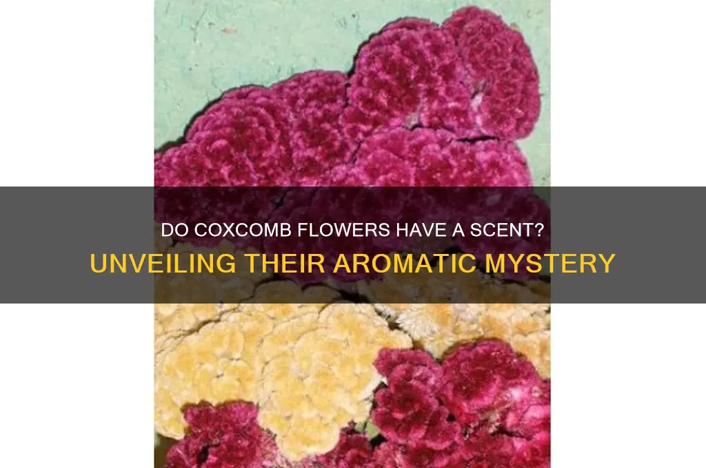 do coxcomb flowers have a scent