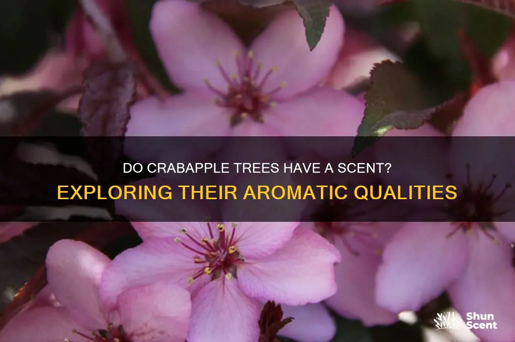 do crabapple treeshave a scent