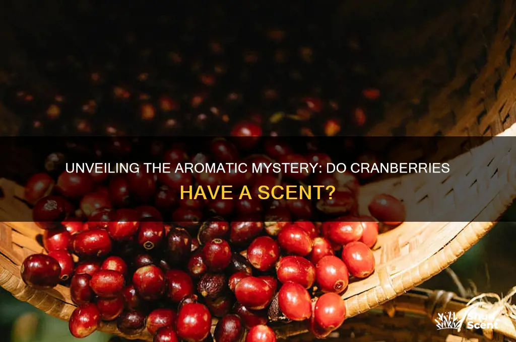 do cranberries have a scent