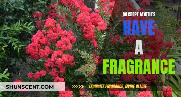 Crepe Myrtles: A Fragrant Experience or Not?