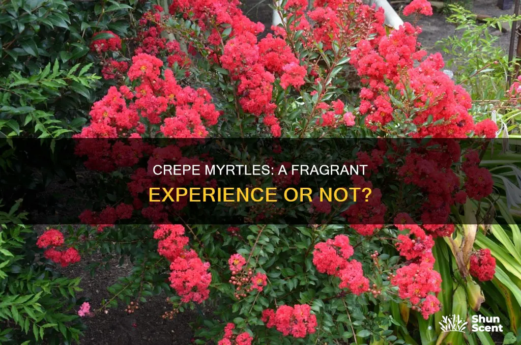 do crepe myrtles have a fragrance