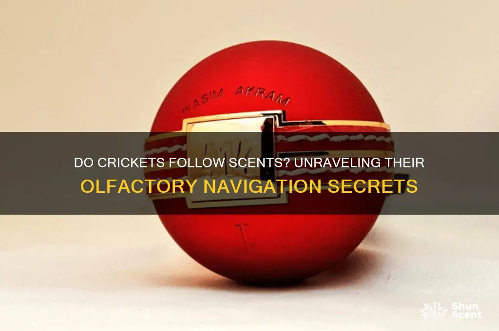 do crickets go towards a scent
