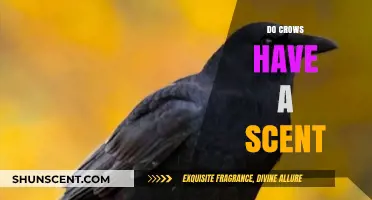 Do Crows Have a Scent? Uncovering the Truth About Their Smell
