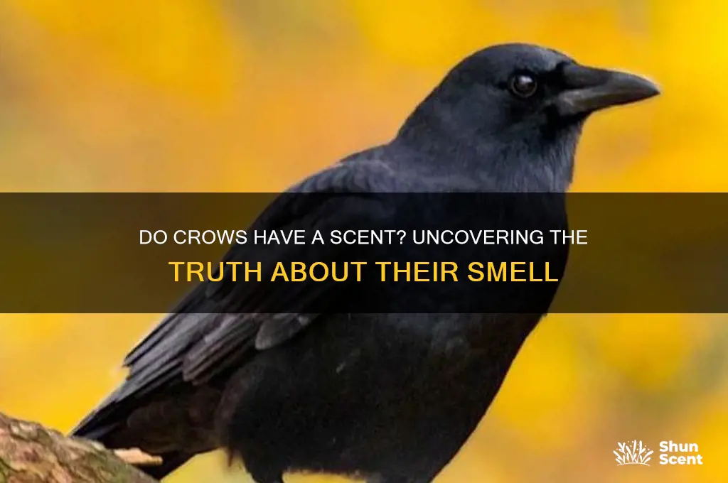 do crows have a scent