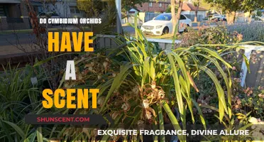Cymbidium Orchids: Unveiling Their Fragrant Secrets and Scents