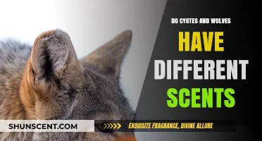 Coyote vs. Wolf Scents: Unraveling the Unique Aromatic Differences