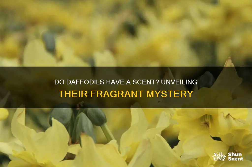 do daffodils have a scent