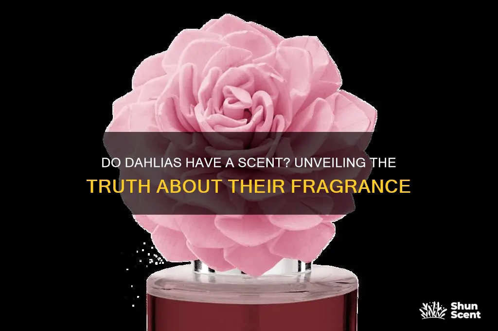 do dahlias have a scent